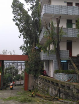 消除大樹(shù)倒塌隱患 確保安全